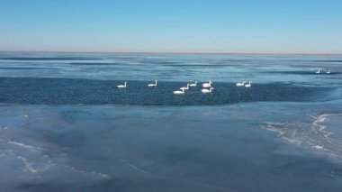 Havadan bakıldığında harika bir kış sahnesi. Açık mavi bir gökyüzünün altında, buzla çevrili gölün buzla kaplı buzla çevrili buzlu bölümünde birlikte yüzen zarif beyaz kuğu sürüsünü gösteriyor.