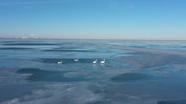 Güneşli bir günde, engin bir Hazar denizinin yüzeyinde yürüyen ve kayan zarif beyaz kuğu sürüsünün göz kamaştırıcı hava manzarası. Ufukta uzak bir sanayi şehri var.