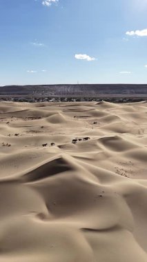 Mangystau, Kazakistan 'da yüksek açılı bir çöl manzarası. Bir hayvan sürüsü, muhtemelen atlar ya da develer güneşli bir günde görkemli kum tepelerinde birlikte yürüyorlar.