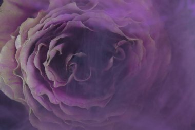 Mor mürekkepli beyaz çiçek. Yaratıcı soyut bahar doğası.