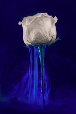 Mavi mürekkepli beyaz gül. Yaratıcı soyut bahar doğası. 