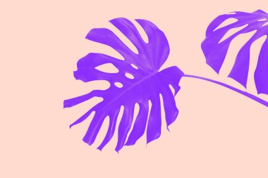 Mor palmiye yaprakları. Sıcak yaz zamanı, parti, canlı vizyon kavramı. 