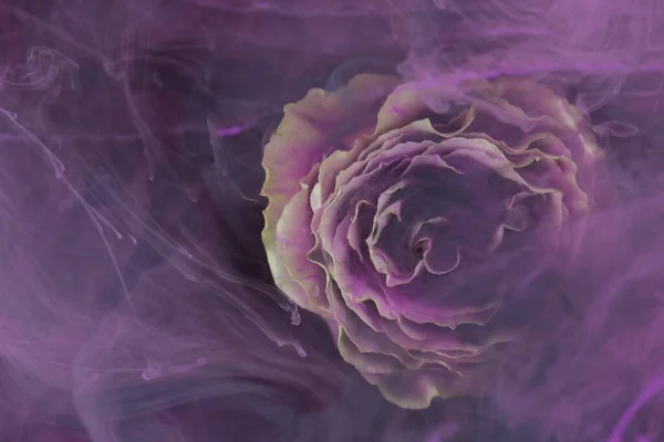 Floare Albă Cerneală Violet Natura Creativă Abstractă Primăvară — Fotografie, imagine de stoc