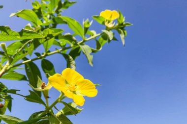 Bir Primrose söğüdü (Ludwigia peruviana) taze yeşil yapraklar ve doğal ışıkla çerçevelenmiş açık mavi gökyüzü altında çiçek açar. Taze yapraklar, sükunet ve doğanın sessiz güzelliği günlük anlarda bulunur.