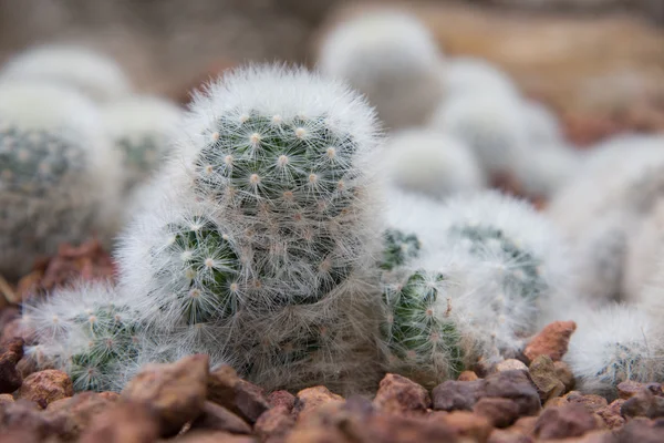 Vértes kaktusz tüske-fotó — Stock Fotó