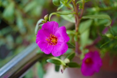 Gül purslane veya gül yosunu (Portulaca grandiflora) pembedir ve çitleri bir bahçedeki bokeh arka planında açıkça görülebilir.