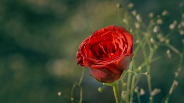 Kırmızı Gülün Ebedi Güzelliği
