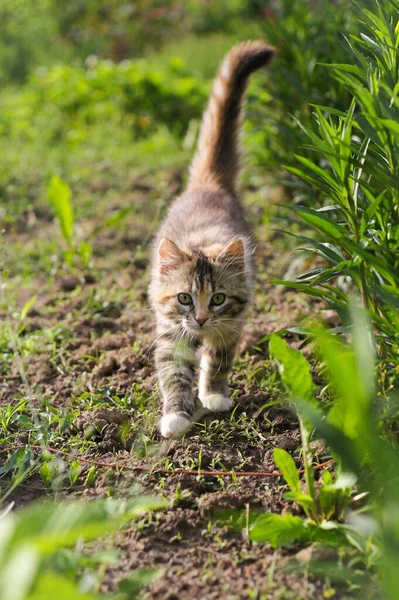 Tüylü kedi yavrusu güneşli havada yeşil bitkilerle çevrili bir bahçe yolunda yürüyor. Evcil hayvan, doğa ve açık hava yaşam temaları için mükemmel..
