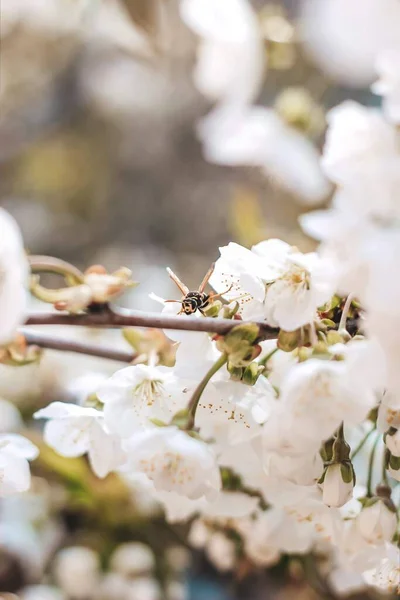 Beyaz kiraz çiçeklerine yakın plan, doğanın güzelliğini ve tozlaşmasını sembolize ediyor, bahar kampanyaları veya çevre dostu markalar için ideal..