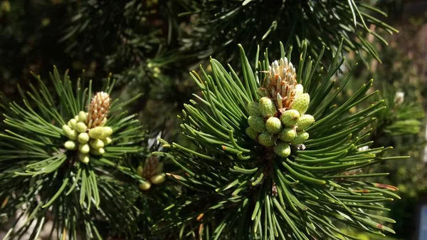 Genç çam kozalakları ve yeşil iğnelere yakın büyümeyi simgeleyen yeşil ağaç, doğa sürdürülebilirliği, ormancılık ve doğal kaynakları simgeliyor.