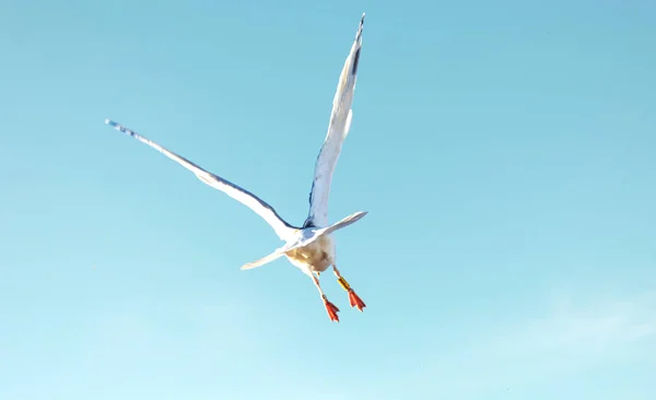Görkemli martı kanatları açık mavi gökyüzüne doğru süzülüyor, bacakları işaretlenmiş, özgürlük ve vahşi yaşam hareket ediyor.