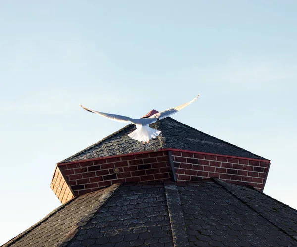Beyaz martı zarif bir uçuşta, açık mavi gökyüzüne karşı kırmızı başlıklı sekizgen tuğlalı bir çatının üzerinde geniş bir alana yayılmış kanatları var.