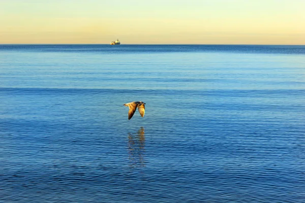 Bir deniz kuşu, altın gün batımında sakin mavi denizin üzerinde süzülür. Ufukta özgürlük, keşif, deniz yolculuğu ve barışçıl doğayı çağrıştıran bir kargo gemisi var.