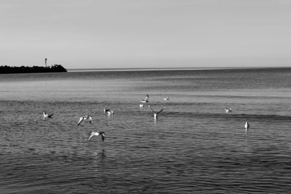 Tek renkli martılar kayalık bir dalganın yanında süzülüyor ve süzülüyor. Dalgalar ve uzak deniz feneri. Ebedi kıyı dinginliği, doğa ve özgürlük titreşimleri