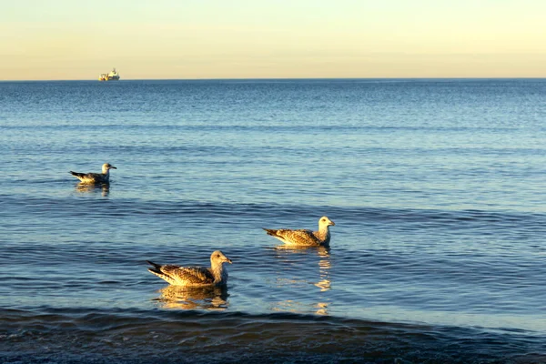 Üç martı sıcak altın gün batımında dalgalı mavi sularda sakince yüzer. Bir kargo gemisi ufukta uzaklaşıyor. Huzurlu deniz dinginliğini, doğayı ve özgürlüğü yakalıyor.
