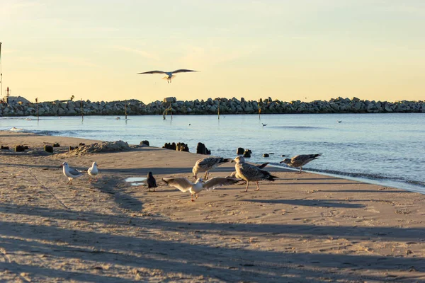 Sıcak altın gün batımında kumlu bir kıyı şeridinde duran ve uçan bir grup martı. Arka planda dalgalar ve sakin deniz, özgürlük ve doğanın huzurlu kıyı atmosferini yaratır.