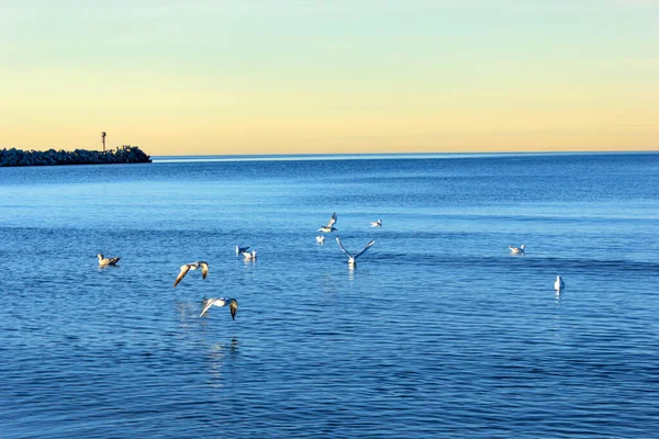 Sıcak altın gün batımında sakin mavi sularda süzülüp süzülen martı sürüsü. Uzakta deniz feneri olan Rocky dalgakıranı huzurlu bir kıyı sükuneti yaratır.