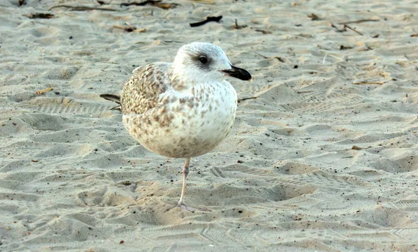 Bir Hazar martı Larus Kachinnans, dağınık deniz yosunları ve sürüklenen dallarla sakin bir kumsalda duruyor, doğal yaşam alanındaki kıyı yaban hayatını yakalıyor.