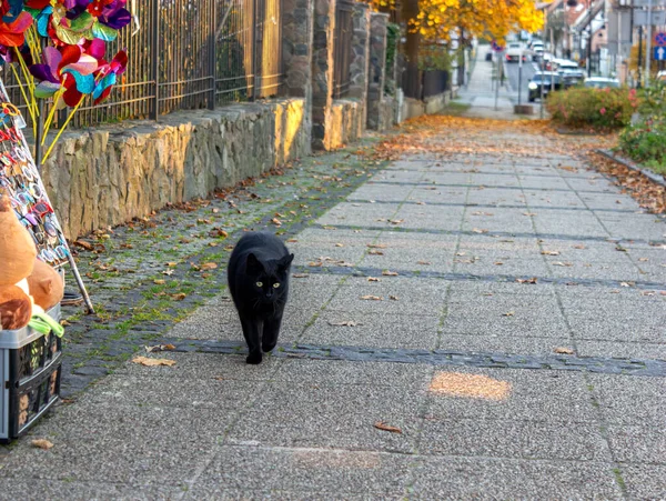 Yeşil gözlü, yakışıklı kara kedi güz yapraklarıyla kaplı kaldırımda güvenle yürüyor. Ön planda renkli rüzgar fırıldakları ve oyuncaklar, rahat Avrupa sokak sahnesinde altın saat ışığı