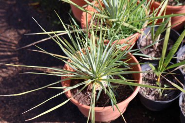 Bu yukka bitkisi tenceresinde gelişiyor, güneşli bir ortamda diğer bitkilerle çevrili.