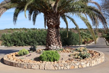 Güzel bir palmiye ağacı, çeşitli bitkiler ve taştan bir sınırla çevrili dairesel bir bahçe yatağıyla çevrilidir.