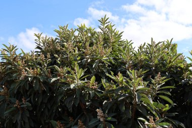 Lokuat ağacı yemyeşil yapraklar sergiliyor ve parlak mavi gökyüzüne karşı narin çiçekler açıyor.