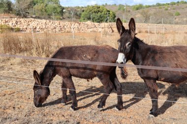 Bu sevimli eşekler çayırlarında güneşli bir günün tadını çıkarıyorlar, kameraya bakan bir eşekle.