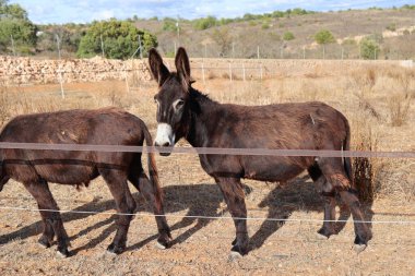 Bu eşekler bir tarlada, biri doğrudan kameraya bakıyor ve diğeri de kısmen görülüyor.