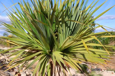 Bu resim yeşil yapraklı yemyeşil bir bitki sergiliyor, açık ve parlak bir gökyüzünün arkaplanına kurulmuş.