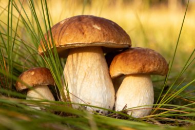 Bu yenilebilir mantarlar taşıyıcılar için lezzetli bir buluş ve doğada güzel bir manzara.