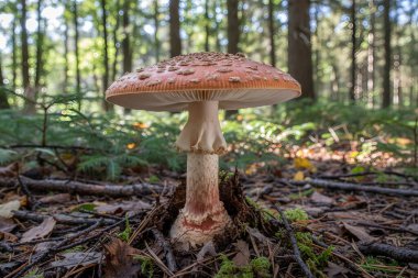 Amanita-Rubescens-Bu resim, doğal ormanlık ortamında canlı bir Amanita mantarı gösteriyor.