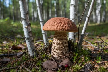 Leccinum-scabrum - Bu resim canlı bir mantarı yakalar doğal orman habitatında gelişen, narin huş ağaçları tarafından çerçevelenmiş