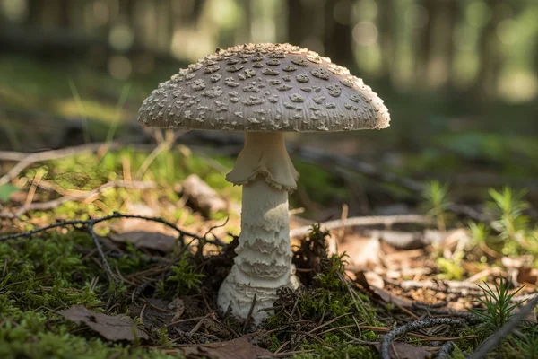 Bu güzel mantar yosun ve orman kalıntılarıyla çevrili doğal ortamında göze çarpıyor.
