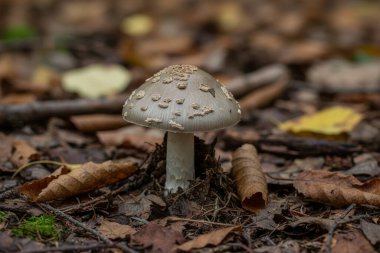 amanita-battarae-Bu resim, sonbahar yeşillikleriyle çevrili doğal ortamında güzel bir mantar yakalar.