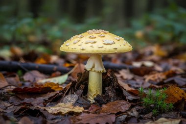 Amanita-citrina. Ormanda güzel bir mantar duruyor. Etrafı dökülen yapraklar ve yemyeşil ağaçlarla çevrili.