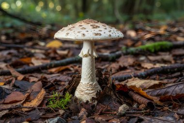 amanita-battarae - Bu güzel mantar orman zemininde duruyor, yapraklar ve doğal ışıkla çevrili.