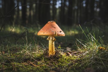 Amanita-Crocea-Bu canlı mantar, orman tepe örtüsünün içinden süzülen güneş ışığıyla aydınlatılan doğal ortamında göze çarpar.