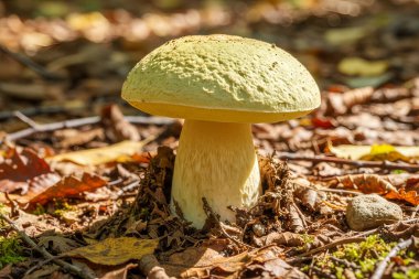 Kaloboletus-radyan-Güzel bir mantar doğal ortamında, düşen yapraklar ve benekli güneş ışığıyla çevrelenir.