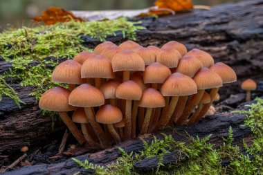 Psathyrella-piluliforis - Bu küçük mantarlar doğal bir ormanlık alanda yosunlu bir kütükte büyüyorlar.