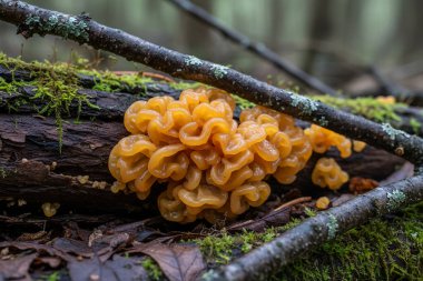 Tremella-aurantia - Bu canlı turuncu mantar, cadı yağı olarak da bilinir, nemli ve ağaçlık ortamlarda gelişir.