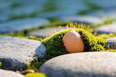 Bir organik kahverengi yumurta, aşınmış gri kaldırım taşları arasında büyüyen, yumuşak güneş ışığıyla yıkanmış, yemyeşil bir yosun parçasında dinlenir.