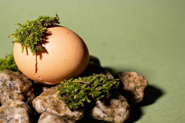Canlı yeşil yosunlarla süslenmiş kırık bir yumurta kabuğu pürüzsüz, ıslak taşlardan oluşan bir yatakta duruyor. Yeniden doğuş temalarını ve doğanın ebedi gücünü çağrıştırıyor.