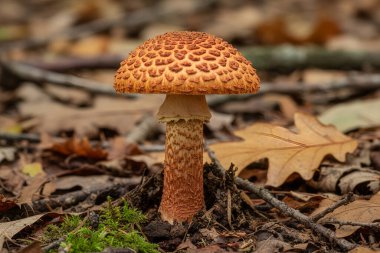 Düşen yapraklar ve yosunların arasına yerleştirilmiş, belirgin pullu bir başlık ve dokuma gövdesi olan yalnız bir mantarın yakın plan görüntüsü.
