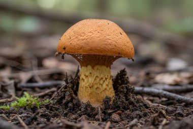 Kara topraktan yapayalnız, kahverengi bir mantar çıkar. Etrafı yosun ve orman atıklarıyla çevrilidir.