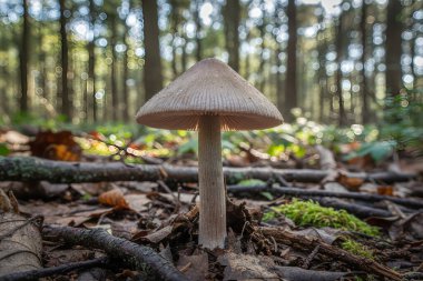 İnce solungaçlı yalnız bir mantar orman zemininde düşen yaprakların ve yosunların arasında büyür, ağaçların arasından süzülen yumuşak güneş ışığıyla yıkanır.