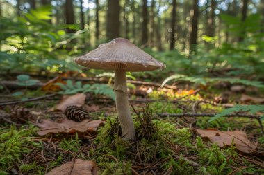 Açık kahverengi şapkalı ve solungaçlı yalnız bir mantar, yemyeşil yosunların ve yaprakların arasında duruyor.