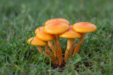 A close-up view of several vibrant orange mushrooms emerging from a field of green grass, glistening with tiny water droplets