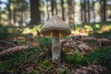 Yalnız bir mantar, çam iğneleri ve kozalaklarla kaplı, yumuşak benekli güneş ışığıyla yıkanmış bir orman zemininin ortasında dimdik ayakta duruyor.