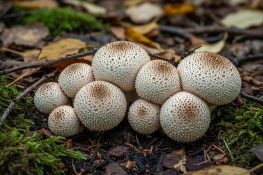 Bir grup Lycoperdon perlatum mantarı, yaygın olarak pofuduk toplar olarak bilinir, yosunların arasına yerleşmiş ve ağaçlık alanda yapraklar dökülmüş.
