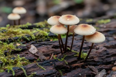 Şeffaf kaplamalı ve ince saplı minik mantarlar yağmur yağdıktan sonra canlı yeşil yosunlarla kaplı bir kütükte büyür.